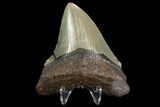 Fossil Megalodon Tooth - North Carolina #129962-2